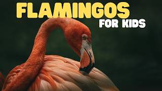 Flamingos for Kids | Learn all about these beautiful birds
