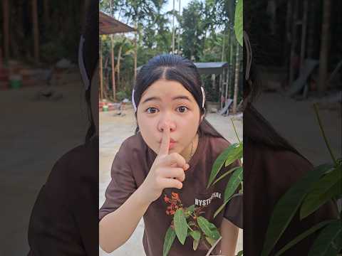 có tổ chim này