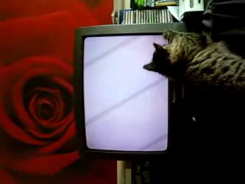 Bandit Adena's Cat Takes Advantage of Xbox