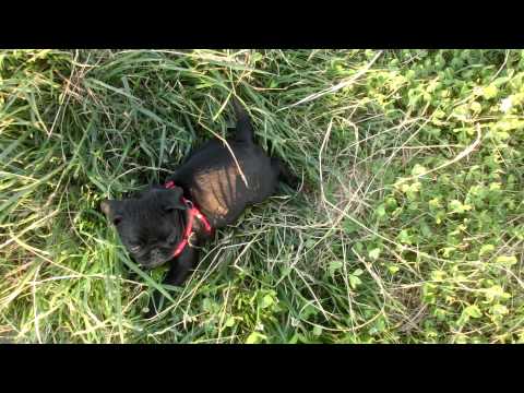 Pug playing in the park and eating grass -PAQUITA & FALETE-