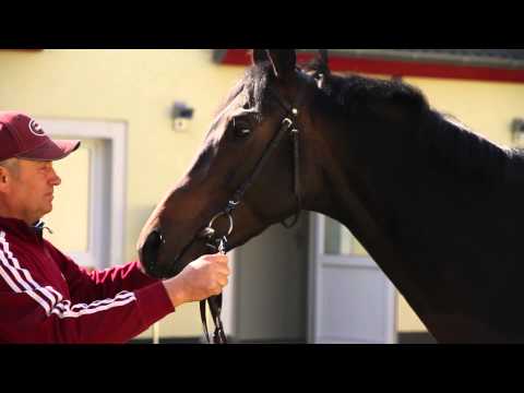 Galopper im Profil... Abendwind