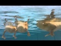 Baby Duck Feet