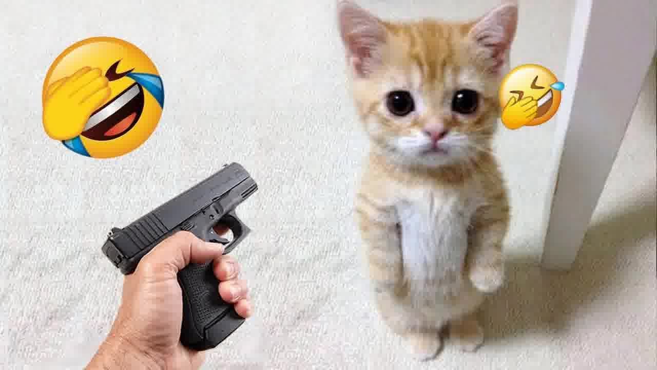 Guilty Dog and cat is so funny😻🐈Try Not to Laugh🤣2024