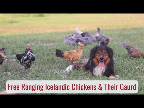 , title : 'Free Ranging Icelandic Chickens & How They're Doing - Life in a Tiny House called Fy Nyth'