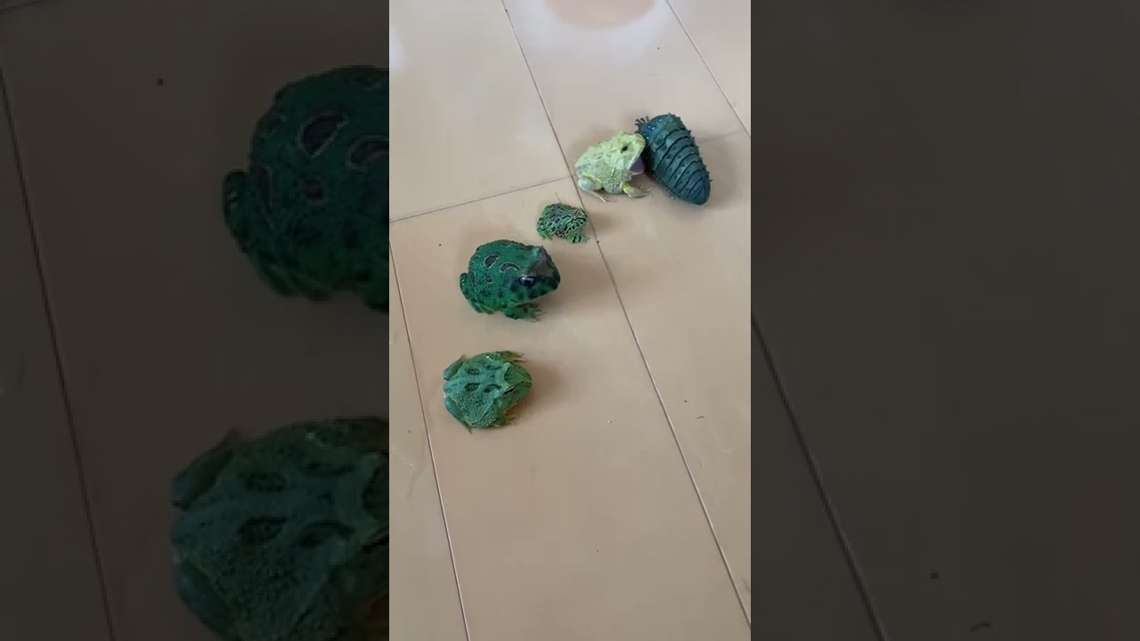 思わず王蟲を食べてしまうツノガエル