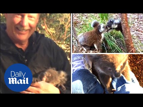 Lost baby koala clings to man's leg before finding mother - Daily Mail