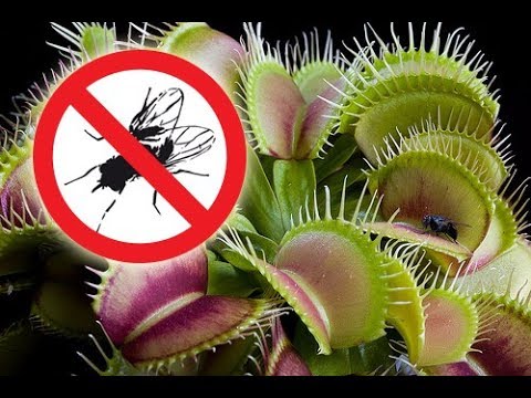 CARNIVOROUS PLANTS for CHILDREN | He eats 2 flies and a butterfly | Venus flytrap Dionaea muscipula