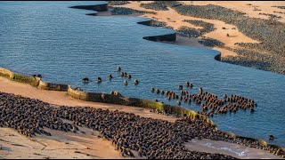 They Put Beavers On Dead Land In Canada — What They Built Is Visible From Space