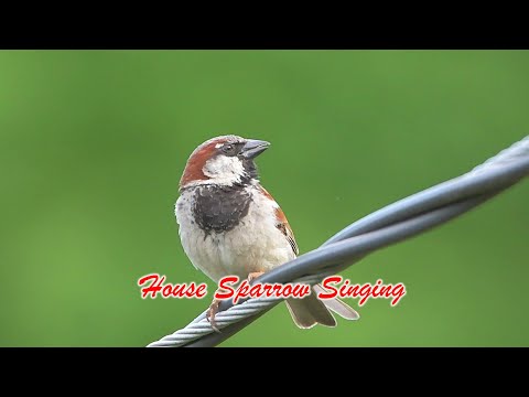 House Sparrow Call/Song/Sing (4K HD)
