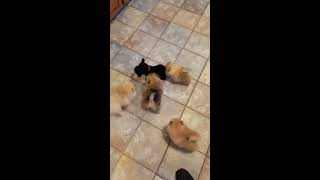 Pomeranian puppies play with robot dog