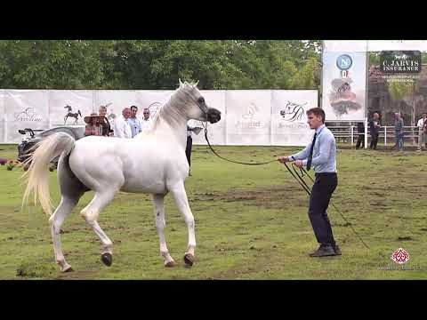 N 83 HENDRICKS   Vesuvio Trophy 2023   International   Stallions 7+ Years Old Class 11