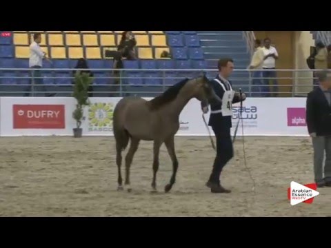 N.46 SHADHAN AL HAWAJER - Sharjah 2016 - Yearling Colts (Class 2B)