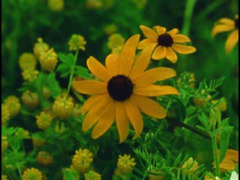 Mountain Wildflowers (16mm, trailer)