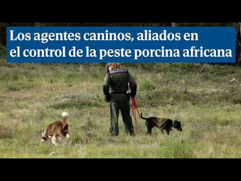 Els agents canins, aliats en el control de la pesta porcina africana