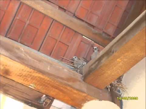 Gordana Tomic - Sve sto dajem... - YouTube.flv