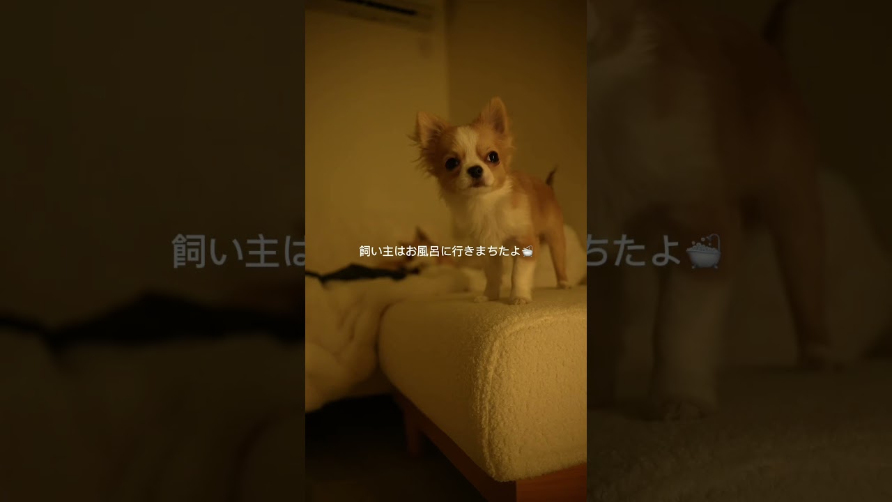 多頭飼いの仕事終わりの日常