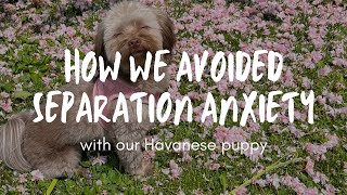 How we avoided SEPARATION ANXIETY with our Havanese puppy