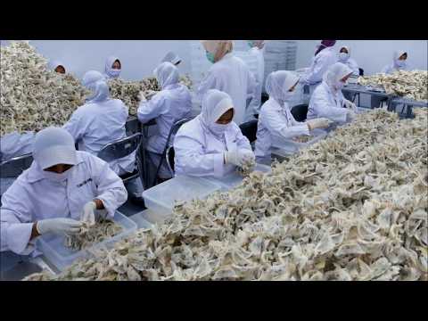 How the World's Most Expensive Bird's Nest is Harvested - Bird's Nest Farm