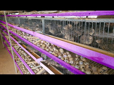 How Quail Farm make 15 million eggs every year - Poultry Farm