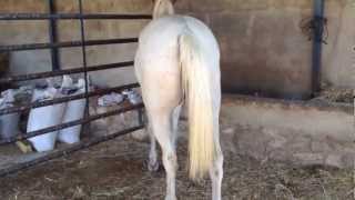 preview picture of video 'Riding my Horse, Veterano, at my Village: Hervás (Extremadura, Spain)'