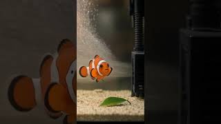 He Clogged the Pump… Then Got a New Hat. #nemo #disney #animation #clownfish