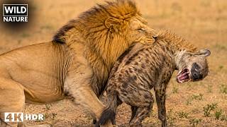 Predadores vs Predadores — A Guerra Pela Sobrevivência | Documentário Animal