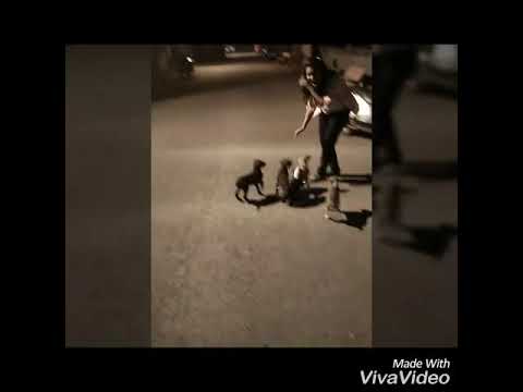 Doggies...😘😘 My Cutieees...