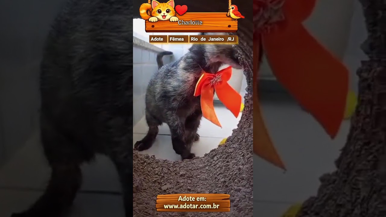 Gato raça SRD-ViraLata idade 2 a 6 meses nome Charlotte