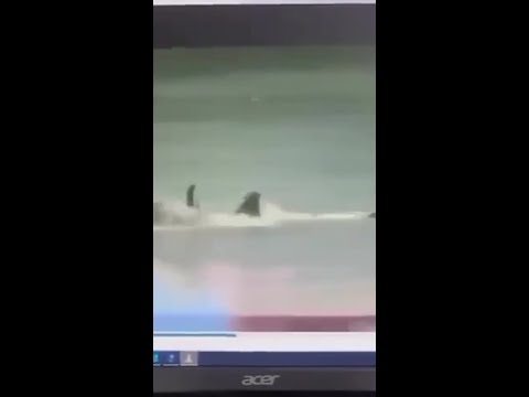 Footage of shark attack allegedly leaked from NSW Police desktop
