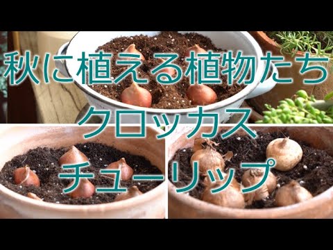 秋のクロッカス 植物