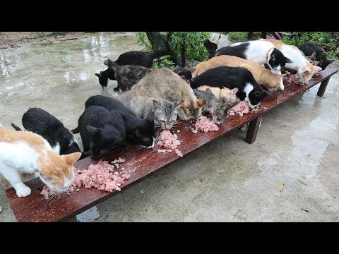 Can Cats Eat Raw Chicken?  Feeding Raw