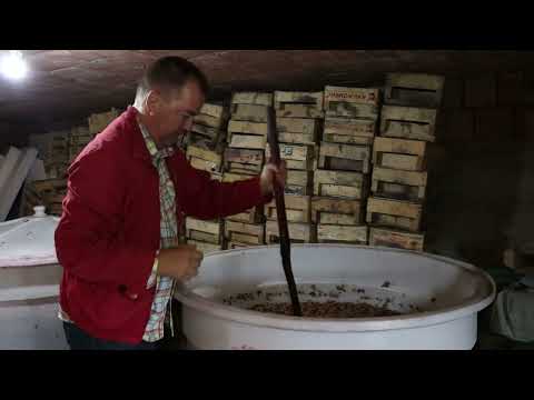 Proizvodnja vina - Kvasci (7.deo)