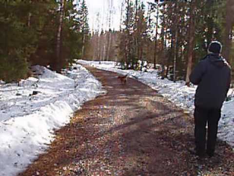 Jakkträning i Sollebrunn 2.wmv