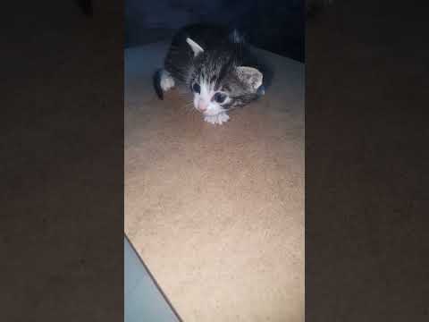 Sounds That Attract Cats 💕