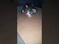 Sounds That Attract Cats