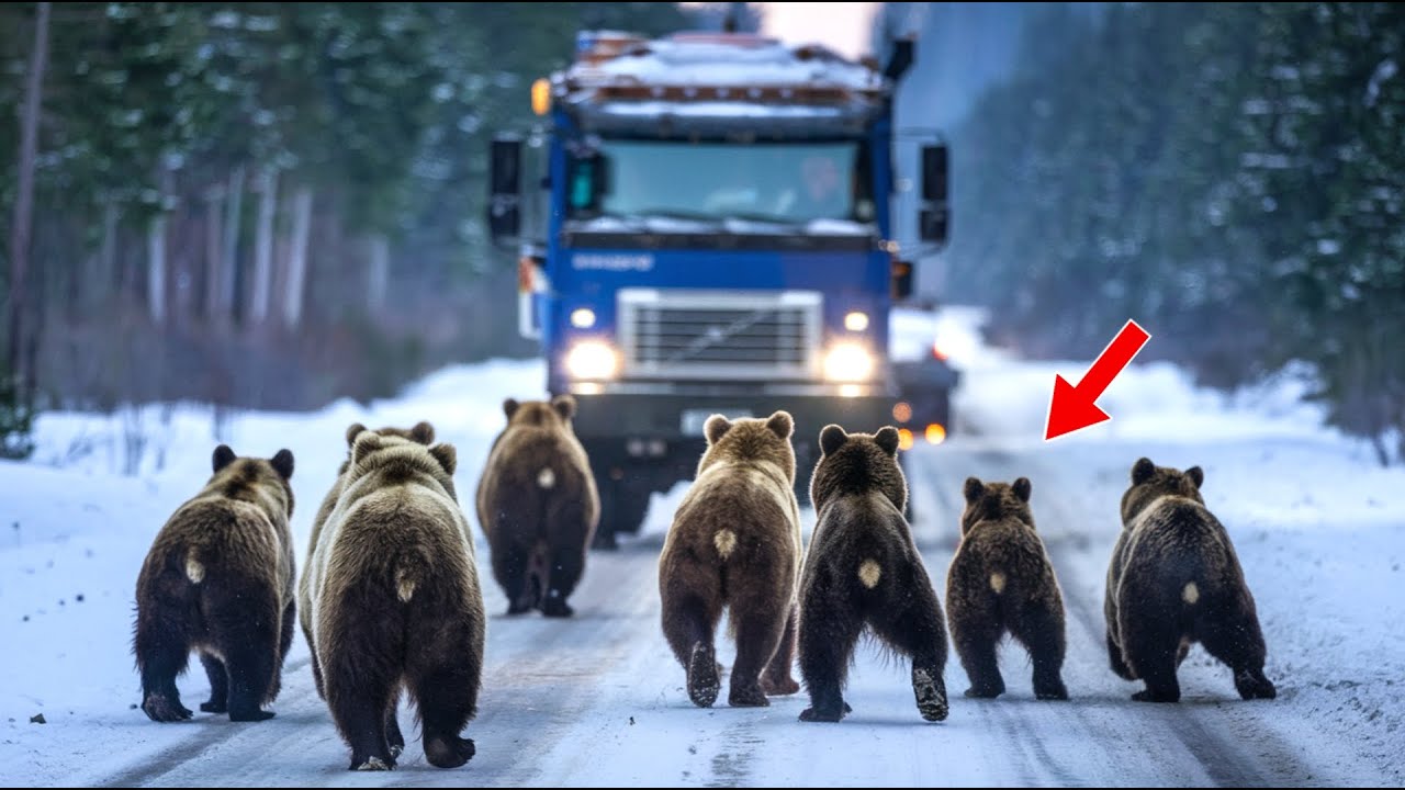 A Pack of Bears Surrounded The Truck, And Then Something Truly Unbelievable Happened!