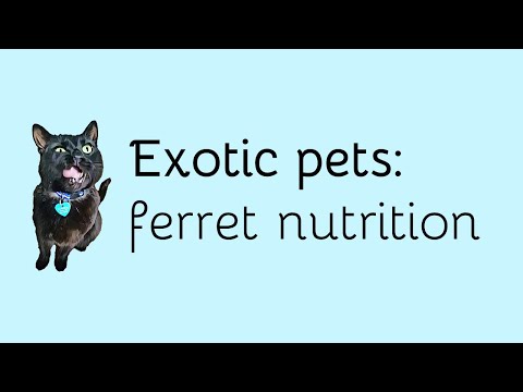 Ferret nutrition