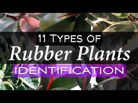 , title : '11 Types of RUBBER PLANT  Identification/Best Ficus Elastica Varieties #Shorts'