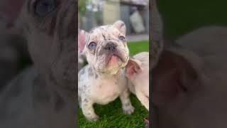 Bulldog francés exóticos merle #shortsyoutube #frenchielover #merle