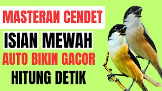 Download lagu Masteran Cendet Full Isian Cililin, Kenari, Lovebird, Kapas Tembak – Dijamin Cepat Gacor! mp3