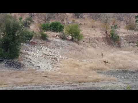 Djuma: Nyalas with young one and Impalas - 09:22 - 06/21/19