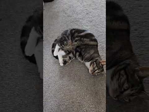 #cat #alphonso #cats #kitten #catmeow