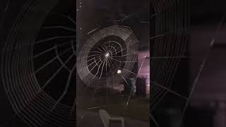 [問卦] 蜘蛛 為什麼知道要結網?