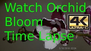 Orchid Blooming Time Lapse 5 Days in 2.5 Minutes