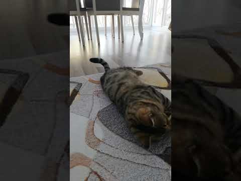 Müzisyen Özlem Ökten Bu benim evimin kızı Birtanem ,hayvanları çok sevin arkadaşlar 🙏