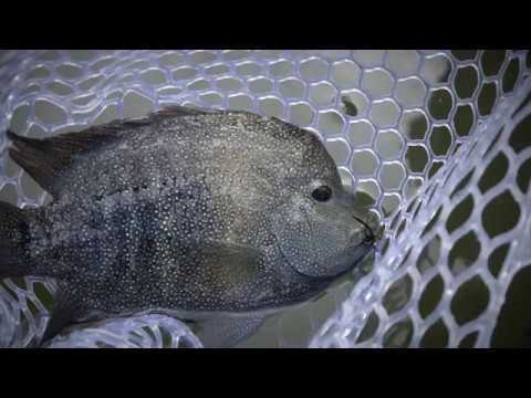 GRTU Fly Tying Video Series - Rio Getter by Matt Bennett