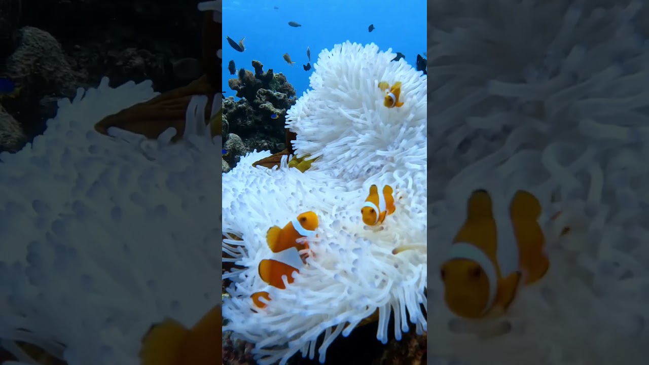 YouTube Short thumbnail