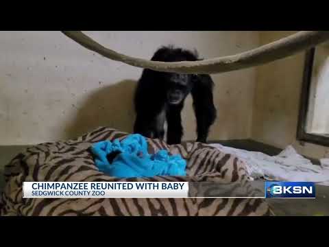 Baby chimpanzee reunited following C-section