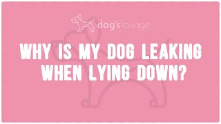 Why is My Dog Leaking When Lying Down?