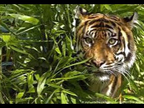 Video: Harimau Masuk Permukiman Penduduk di Siak, Sering Mangsa Ternak Warga